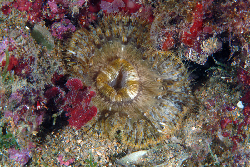 Cereus pedunculatus